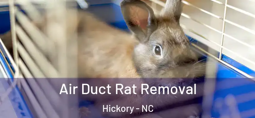 Air Duct Rat Removal Hickory - NC